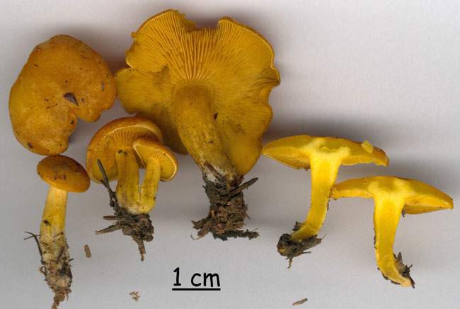 Rugosomyces pseudoflammula (= chrysenteron ss auct.)